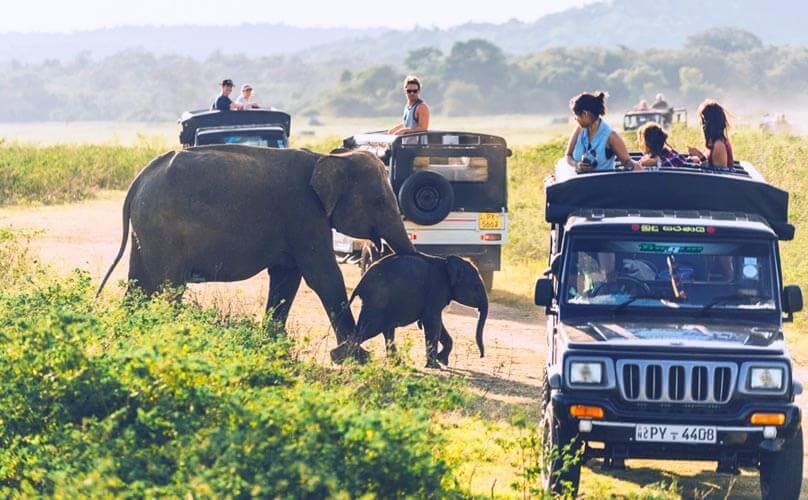 Sri Lanka Safari Guide: Best Parks, Seasons, and Ethical Tips